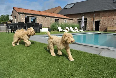 Ferienhaus in Vlaanderen f�r 3 Personen