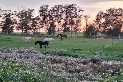 Ferienhaus in Hasselfelde mit Barbecue