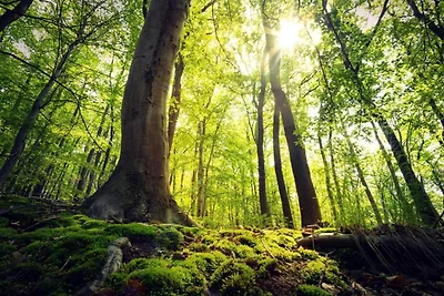Wohnung in Stormbruch nahe dem Skigebiet