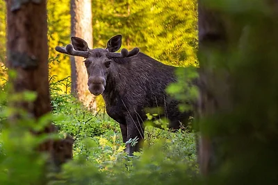 6 Personen Ferienhaus in SÄLEN-By Traum