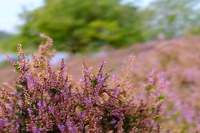 6 Personen Ferienhaus in Silkeborg-By Traum