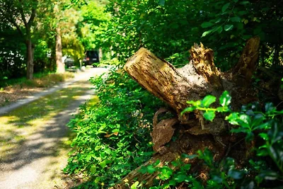 In de regio (zomer) (>5 km) In de regio (zomer) (>5 km)