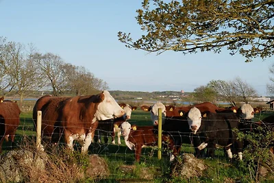 4 Sterne Ferienhaus in VARBERG