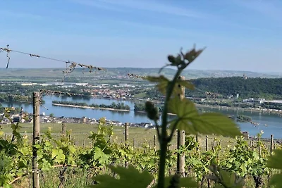 Ruby - Weingut werk2