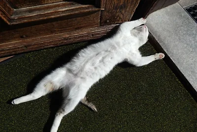 Schwarzachen Alm - Haus Daniel