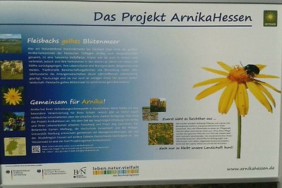 Schlummerkiste  OG Sonnenblume