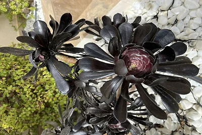 Vakantieappartement met 1 slaapkamer