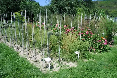 Azienda vinicola Jürgen Walz