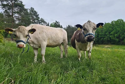 5 Persone case ad Mellösa