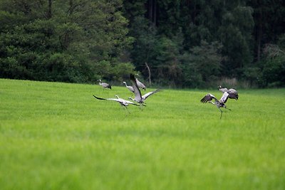 Ruime tussenwoning in Lohmen met eigen tuin