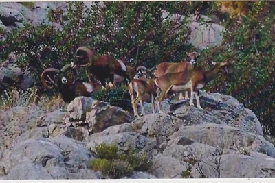 Apartments Kula - One Bedroom Apartment with ...