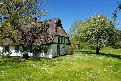 Reetdachkate in der Wiese