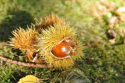 Kuća za odmor Dopust za oporavak Leinsweiler