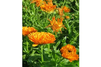 Azienda agricola biologica Oberstufels