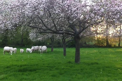 Le Tilleul Cottage