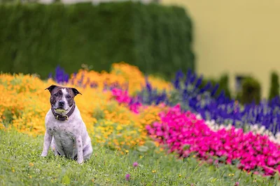 Geräumige Wohnung in der Steiermark mit Sauna...