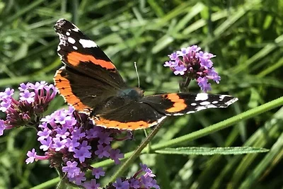 Ferienhaus in Jade mit Schwimmbecken