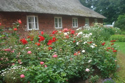 Holiday apartment with 1 bedroom