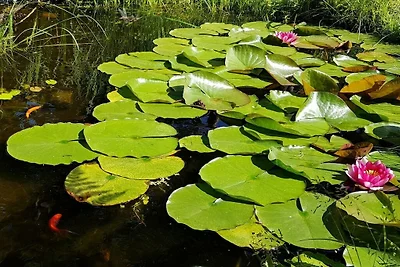 Vakantiehuis met 3 slaapkamers