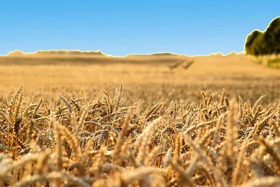 Ferienhaus Hyggelig in Seehausen am...