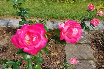 8 Personen Ferienhaus in Sæby-By Traum