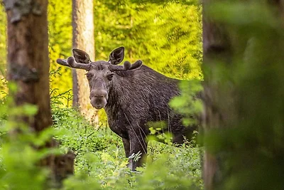 4 Personen Ferienhaus in TORSBY-By Traum