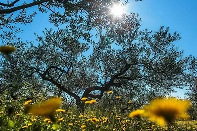 Vila Marija mit Pool