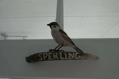 Sperling im Haus Tanneneck