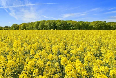 5 Personen Ferienhaus in Sæby-By Traum