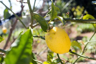 Apartments Ljubimir - Comfort One-Bedroom Apa...