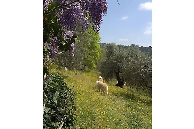 Graziosa casa vacanze in riva al lago