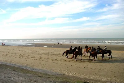 Wohnung in Blankenberge mit Meerblick