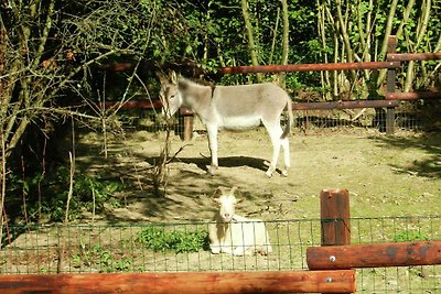 Mooie huifkar in de Ardennen met veel...