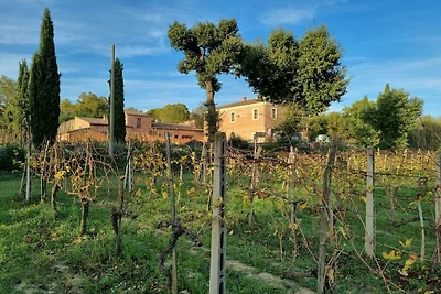 Fornace del Conte - Vigneto