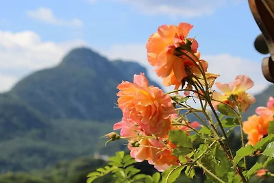 Alpenrose Leitnerhof