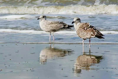 Knusse woning bij het strand en het centrum v...