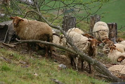 Direkte Umgebung (Sommer) (<1 km) Direkte Umgebung (Sommer) (<1 km)