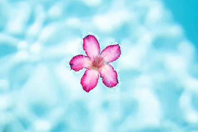 Corossol Villa f�r sechs Personen