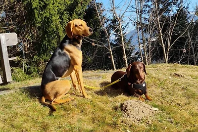 Hundefreundliche Ferienwohnung in Flachau