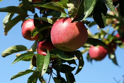 Rinkenbachhof Rifugio moderno