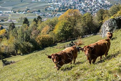 Alba Niederhaushof Confortevole residenza per...