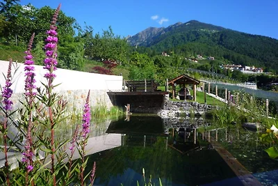 Araucaria presso Residence Braiter
