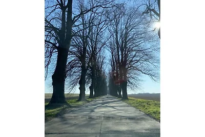 Bernsteinbeobachter||