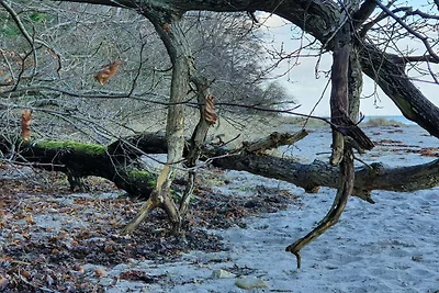6 persoons vakantie huis in Asnæs-By Traum