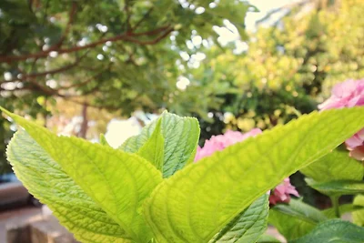 Apartment Kim- Two Bedroom Apartment with Ter...