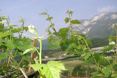 Chardonnay -  Santlhof