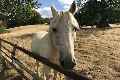 Appartement met één slaapkamer