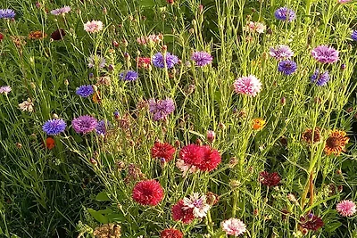 Leuke Tiny Home gelegen naast een eigen