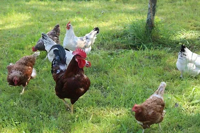 Op de Georgenhof-boerderij