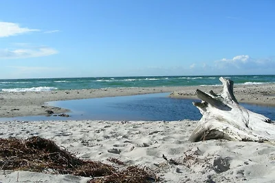 Darss vakantie met en zonder hond